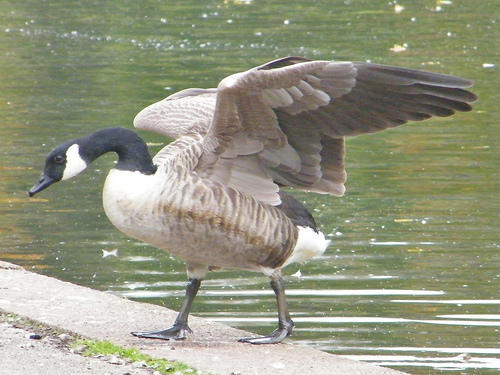 3956961367_a839eef93f